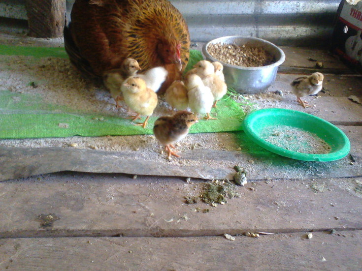 kware_chickens_1
