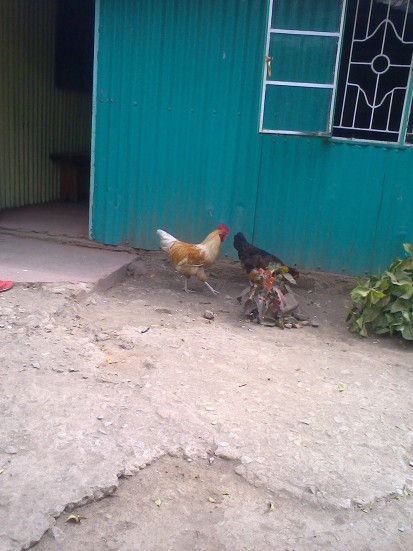 kware_chickens_2